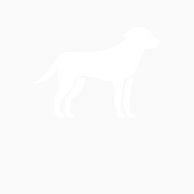 Hond